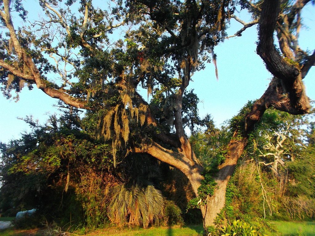A live oak in Brunswick, Georgia