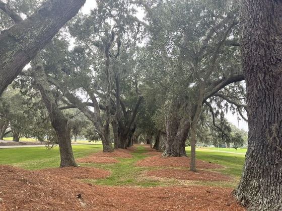 An avenue of coastal oaks