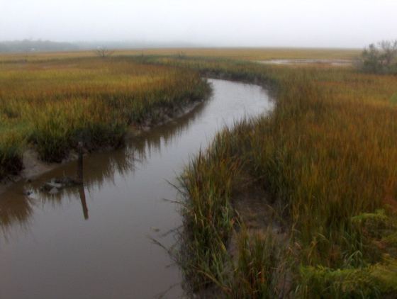 A tidal creek winding through the marsh