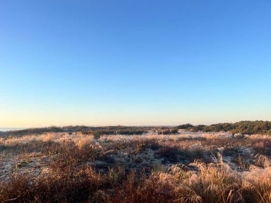 Autumn gold in the marsh grass